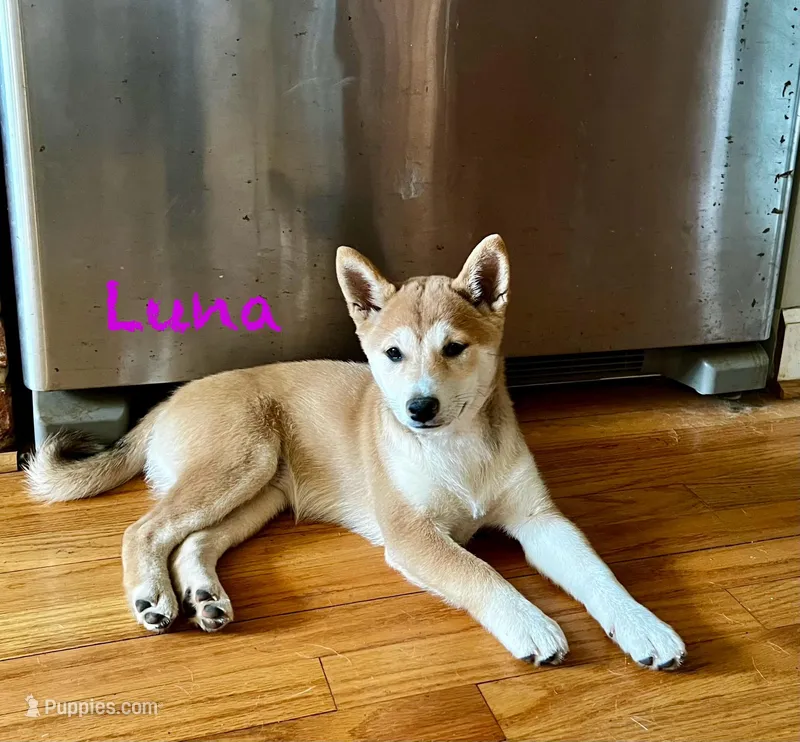 Luna – Shiba Inu puppy for sale in Fairfax, VA