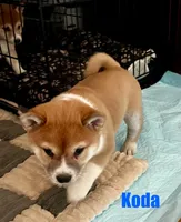 Koda, a male Shiba Inu for sale in Fairfax, VA – Photo 2 of 7