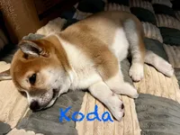 Koda, a male Shiba Inu for sale in Fairfax, VA – Photo 6 of 7