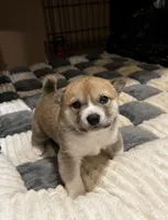 Koda, a male Shiba Inu for sale in Fairfax, VA – Photo 7 of 7