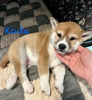 Koda, a male Shiba Inu for sale in Fairfax, VA – Photo 5 of 7