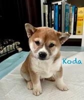 Koda, a male Shiba Inu for sale in Fairfax, VA – Photo 1 of 7