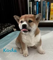 Koda, a male Shiba Inu for sale in Fairfax, VA – Photo 3 of 7