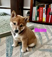 Momo, a female Shiba Inu for sale in Fairfax, VA – Photo 6 of 7