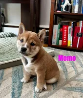 Momo, a female Shiba Inu for sale in Fairfax, VA – Photo 4 of 7