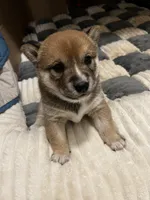 Momo, a female Shiba Inu for sale in Fairfax, VA – Photo 7 of 7