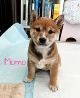 Momo, a female Shiba Inu for sale in Fairfax, VA – Photo 1 of 7