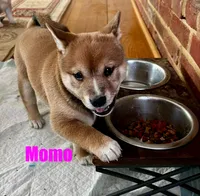 Momo, a female Shiba Inu for sale in Fairfax, VA – Photo 2 of 7