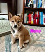 Momo, a female Shiba Inu for sale in Fairfax, VA – Photo 5 of 7
