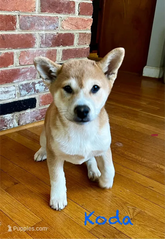 Koda – Shiba Inu puppy for sale in Fairfax, VA