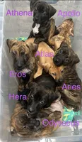 BRINDLE BABIES MULTIPLE, a male American Pit Bull Terrier and Kai Ken for sale in Norfolk, VA – Photo 2 of 3