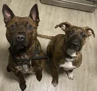 BRINDLE BABIES MULTIPLE, a male American Pit Bull Terrier and Kai Ken for sale in Norfolk, VA – Photo 3 of 3