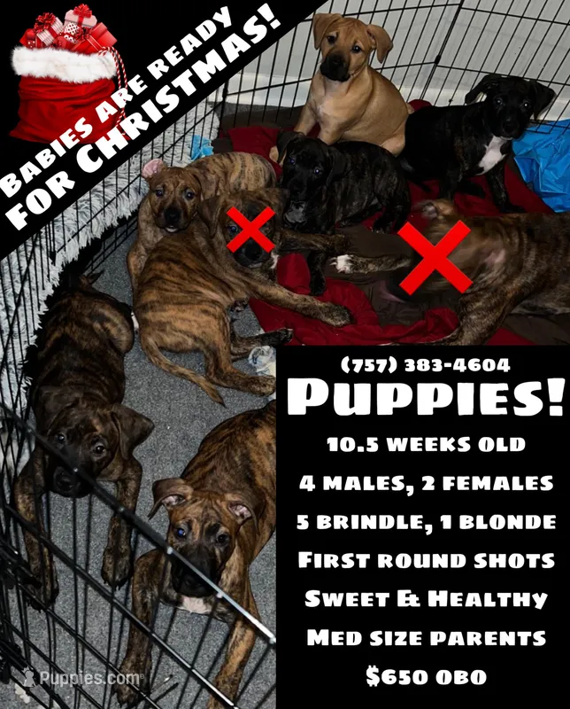 BRINDLE BABIES MULTIPLE, a male American Pit Bull Terrier and Kai Ken for sale in Norfolk, VA – Photo 1 of 3