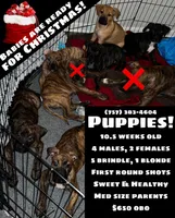 BRINDLE BABIES MULTIPLE, a male American Pit Bull Terrier and Kai Ken for sale in Norfolk, VA – Photo 1 of 3