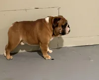 Bruiser , a male English Bulldog for sale in Baltimore Highlands, MD – Photo 3 of 3