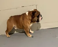 Bruiser , a male English Bulldog for sale in Baltimore Highlands, MD – Photo 2 of 3