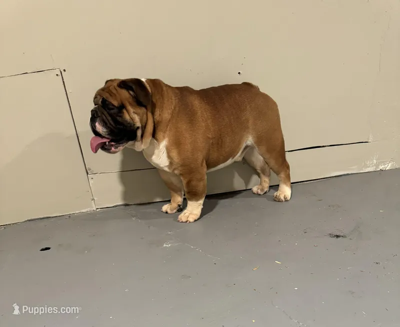 Bruiser , a male English Bulldog for sale in Baltimore Highlands, MD – Photo 1 of 3