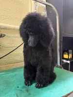 Rowen, a male Poodle - Standard  for sale in Okeechobee, FL – 4 of 5
