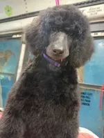 Rain, a female Poodle - Standard  for sale in Okeechobee, FL – 3 of 5