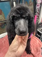 Rain, a female Poodle - Standard  for sale in Okeechobee, FL – 4 of 5