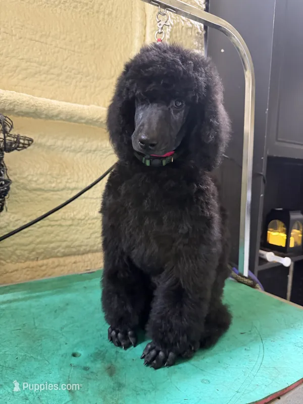 Rowen – Poodle - Standard  puppy for sale in Okeechobee, FL