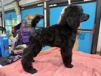 Oakley, a male Poodle - Standard  for sale in Okeechobee, FL – 2 of 2