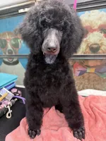 Rain, a female Poodle - Standard  for sale in Okeechobee, FL – 5 of 5