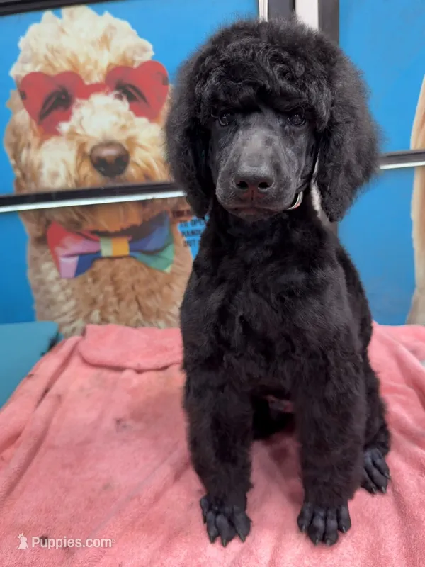 Oakley – Poodle - Standard  puppy for sale in Okeechobee, FL