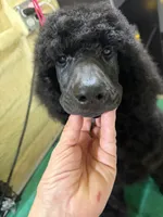 Rowen, a male Poodle - Standard  for sale in Okeechobee, FL – 5 of 5