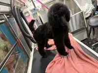 Rain, a female Poodle - Standard  for sale in Okeechobee, FL – 2 of 5