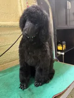 Rowen, a male Poodle - Standard  for sale in Okeechobee, FL – 3 of 5