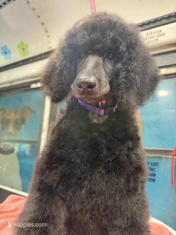 Rain – Poodle - Standard  puppy for sale in Okeechobee, FL