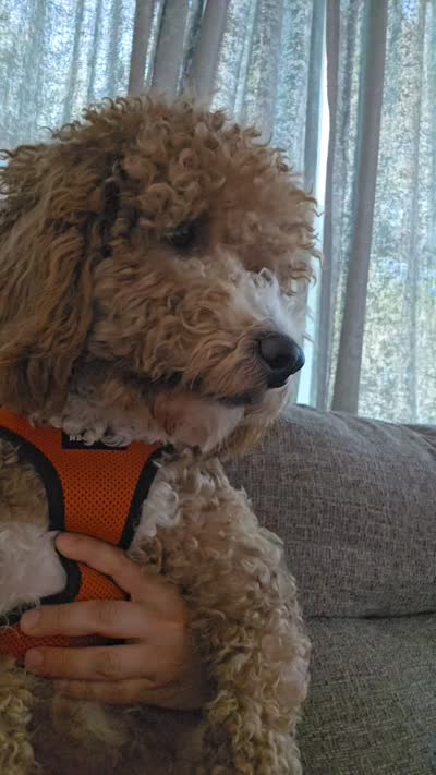 Max, a male Miniature Goldendoodle for sale in Worcester, MA – 1 of 1