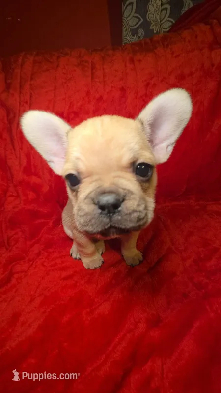 Gigi – French Bulldog puppy for sale in Capitol Heights, MD