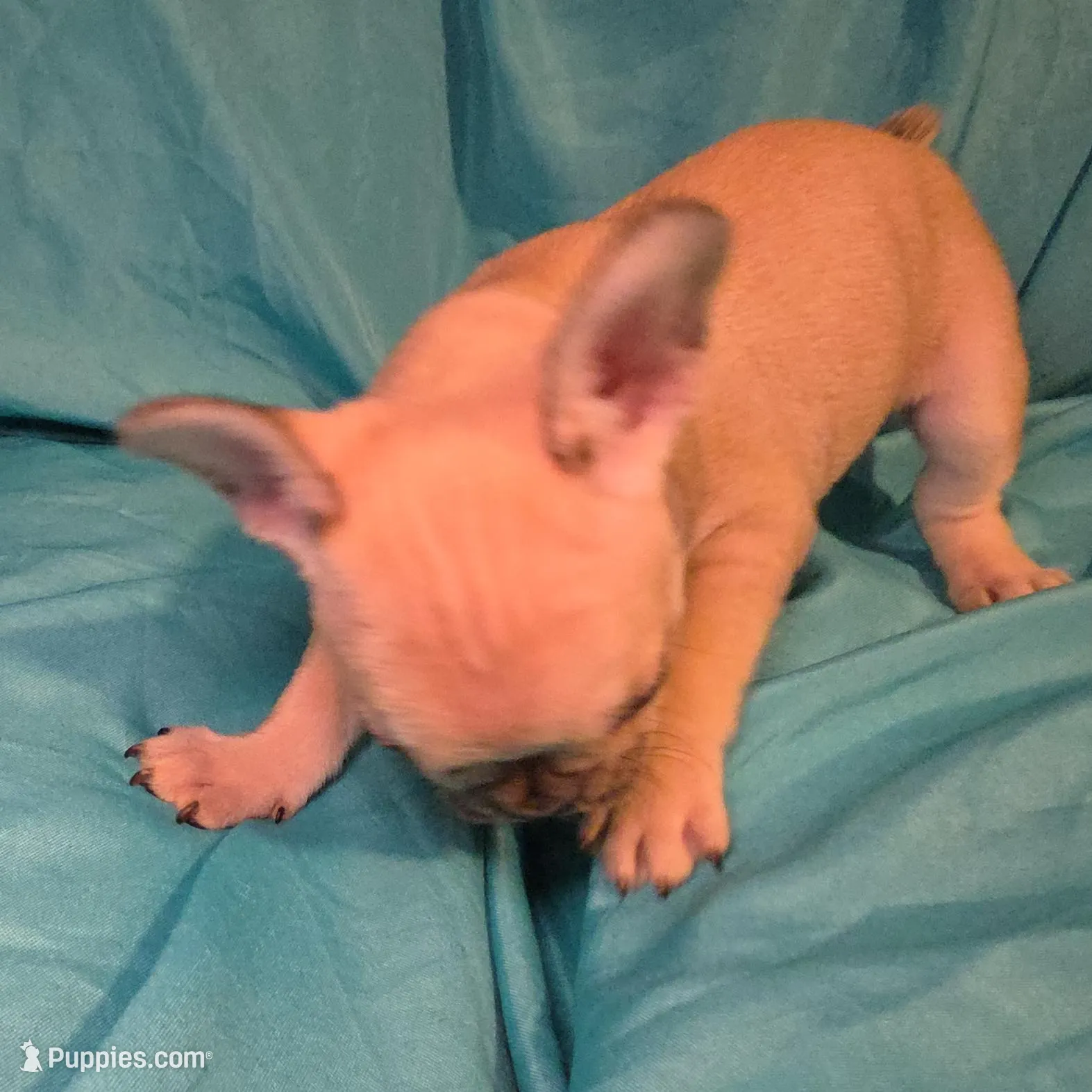Gigi, a female French Bulldog for sale in Capitol Heights, MD – Photo 4 of 4