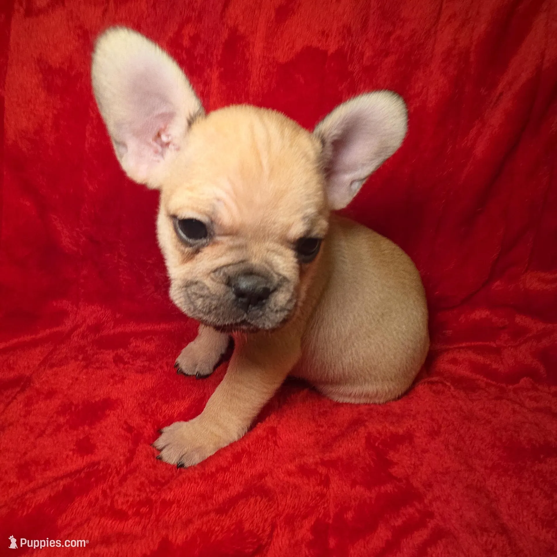 Gigi, a female French Bulldog for sale in Capitol Heights, MD – Photo 3 of 4