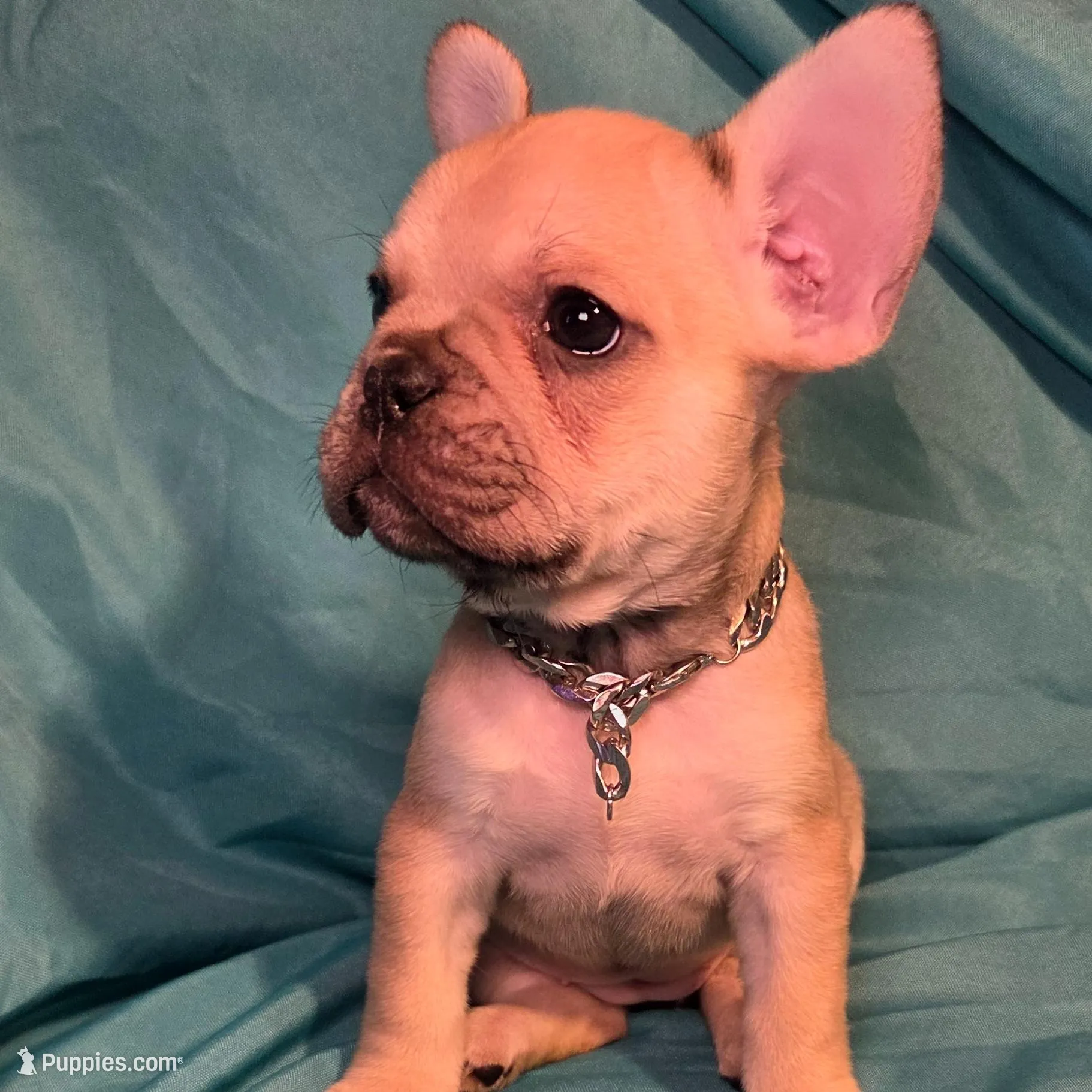 Gigi, a female French Bulldog for sale in Capitol Heights, MD – Photo 2 of 4