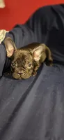 Cindy, a female French Bulldog for sale in Capitol Heights, MD – Photo 5 of 5