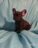 Cindy, a female French Bulldog for sale in Capitol Heights, MD – Photo 2 of 5