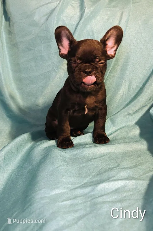 Cindy – French Bulldog puppy for sale in Capitol Heights, MD