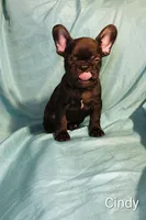 Cindy, a female French Bulldog for sale in Capitol Heights, MD – Photo 1 of 5