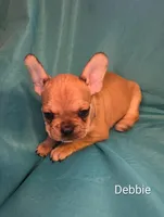 Debbie , a female French Bulldog for sale in Capitol Heights, MD – Photo 2 of 5