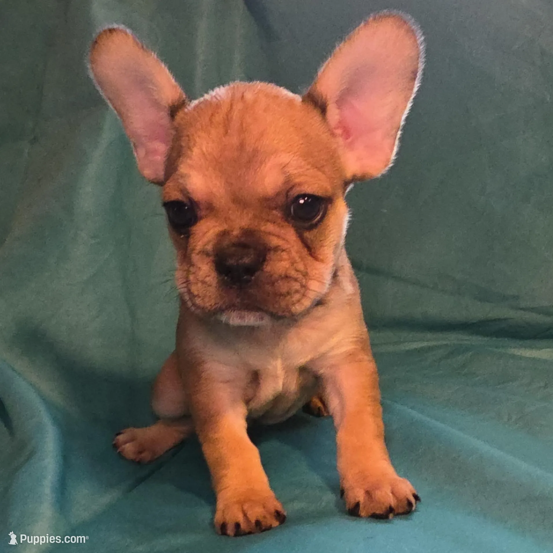 Debbie  – French Bulldog puppy for sale in Capitol Heights, MD