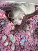 Star, a female Maltese for sale in Wimauma, FL – 2 of 7