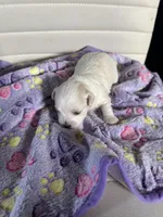 Bella, a female Maltese for sale in Wimauma, FL – 6 of 8