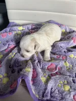Bella, a female Maltese for sale in Wimauma, FL – 2 of 8