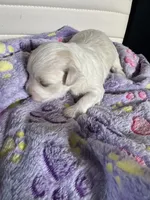 Bella, a female Maltese for sale in Wimauma, FL – 3 of 8