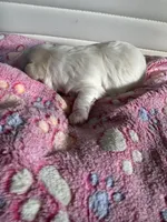 Star, a female Maltese for sale in Wimauma, FL – 6 of 7