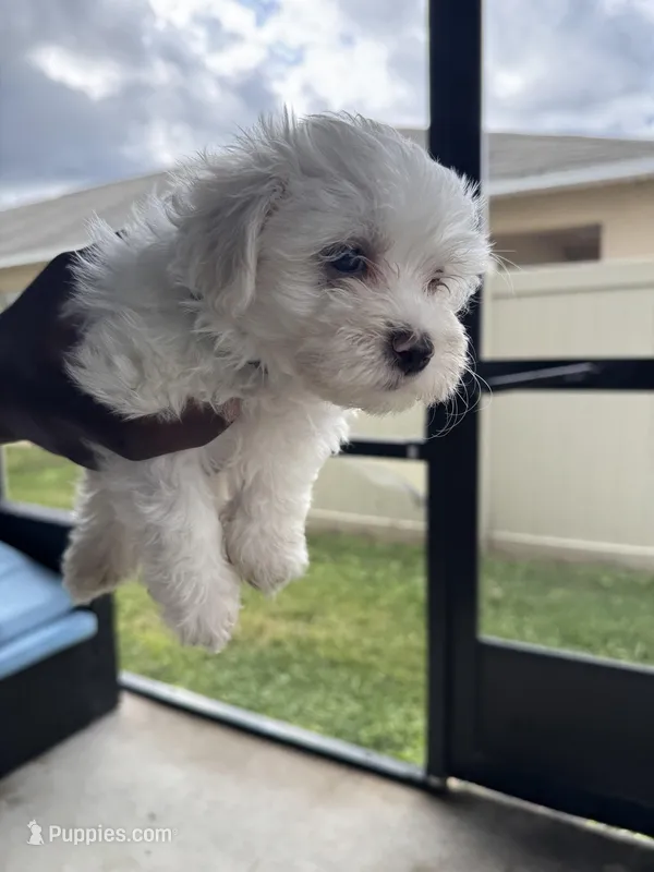 Little peach, a female Maltese for sale in Riverview, FL – Photo 1 of 1