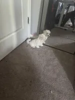 Pink, a female Maltese for sale in Riverview, FL – Photo 2 of 2